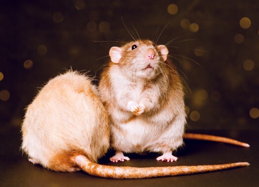 Fotogrtafie von zwei zahmen Hausratten