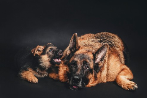 Schäferhund mit Schäferhundwelpe