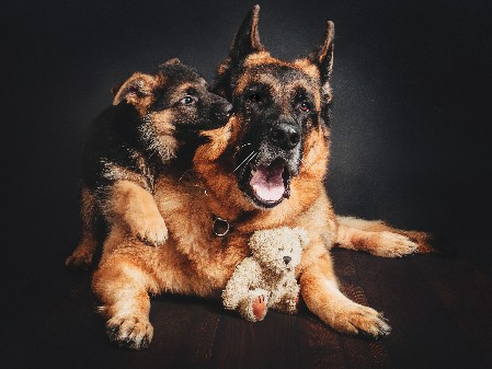 Fotoshooting, Schäferhund, Welpe und Teddy