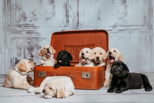 8 Hundewelpen, Laprador Retriver